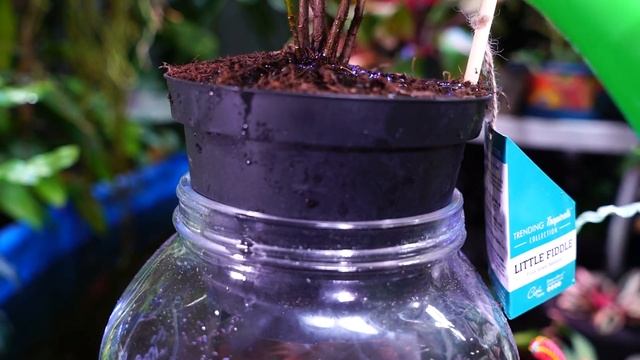 Little Fiddle Fig || Ficus Lyrata Little Fiddle Care || Fiddle Leaf Fig