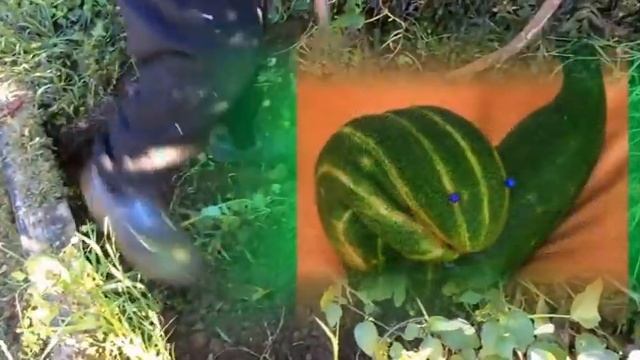 Смешные овощи и фрукты смотреть онлайн