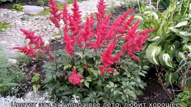 Сорта астильбы