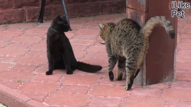 Язык кошачьих жестов: как определить настроение кошки смотреть онлайн