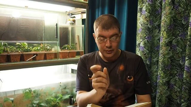 Анциструс (Ancistrus Dolichopterus) - Аквариумные тропические рыбы № 2