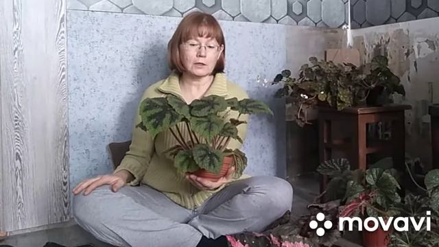 Бегонии. 10 растений с названиями. смотреть онлайн