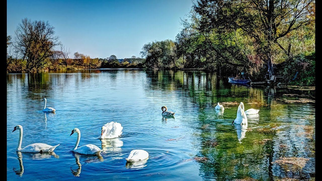 лебеди пара лебедей факты смотреть онлайн