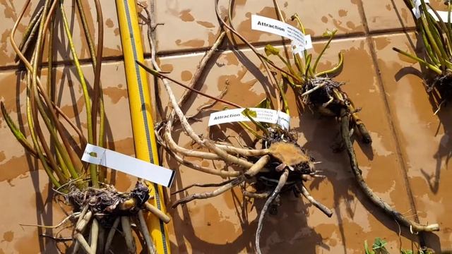 Деленки нимфеи Attraction, которые мы продаем смотреть онлайн