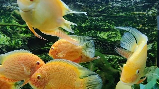 GITF-EPI - 2 - SEVERUM COLONY ?? смотреть онлайн