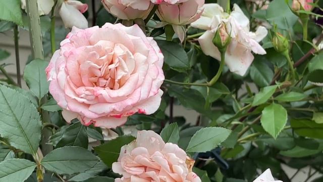 Pinkerbelle Hybrid Tea Rose June 2023 смотреть онлайн