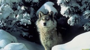 ВОЛКИ ПРОТИВ ТИГРОВ | Как хищники уживаются на одной территории.