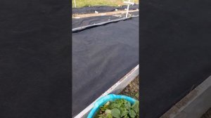 Посадка клубники. Часть 1.  Укладка геотекстиля на грядку.