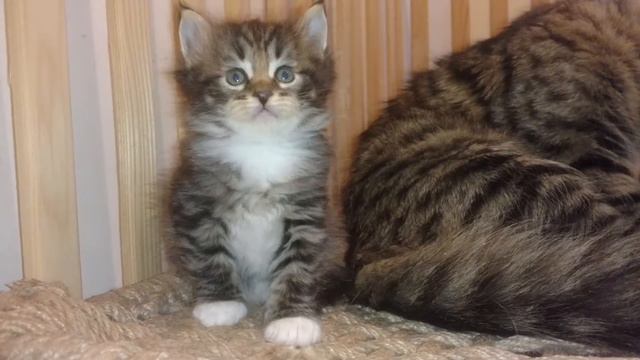 Siberian baby boy kitten 1 month old in the cattery siberianbears.com Сибирский котёнок смотреть онлайн