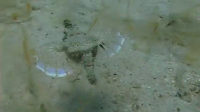 © Самая удивительная рыба !!! Пегас-дракон (Pegas Dracon) //