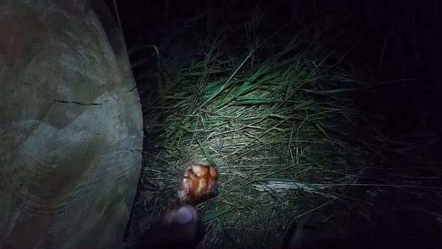 Опасна ли лиса для человека? Whether for a person the fox in danger? смотреть онлайн
