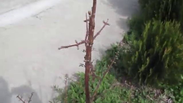 Сад Секвойя, метасеквойя и кедр на 28 03 2020 смотреть онлайн