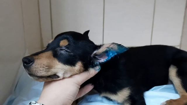 Купирование ушей у собак. Кому, зачем и когда это нужно? смотреть онлайн