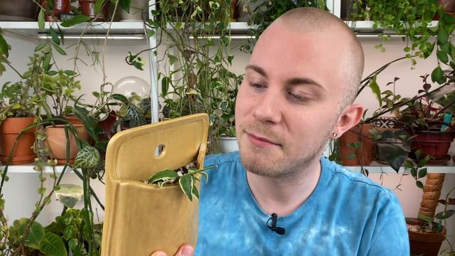 Houseplant Haul | May 2021