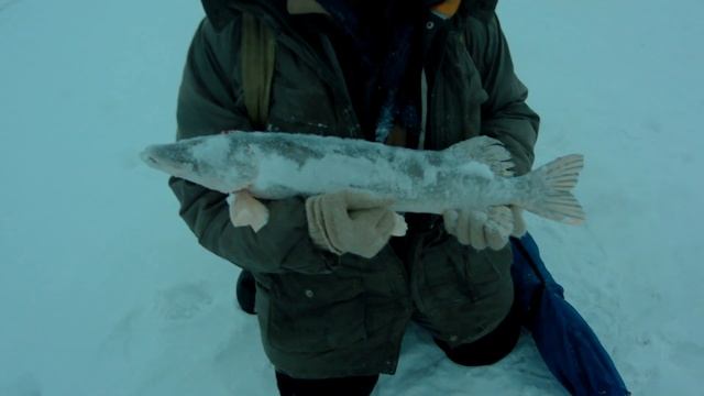 Рыбалка в Нижневартовске смотреть онлайн