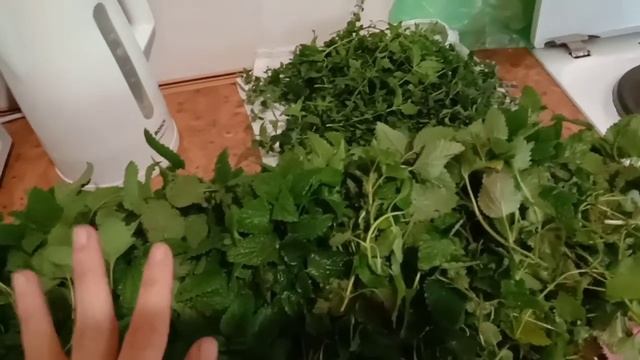 Мелисса лимонная, мята. И как много счастья у меня впереди смотреть онлайн