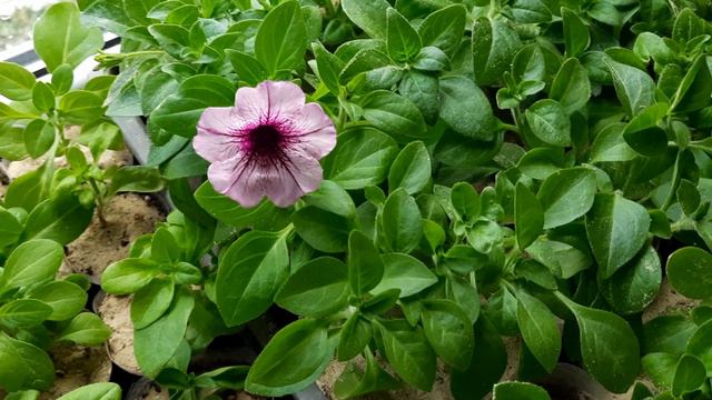 ЧЕРЕНКИ ПЕТУНИИ И ДРУГИХ РАСТЕНИЙ ГОТОВЫ К ЗИМОВКИ.ОБЗОР НА СЕРЕДИНУ ОКТЯБРЯ. смотреть онлайн