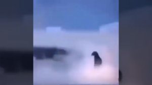 пингвин напал на мужика, мужик провалился пингвин взлетел и бум мем пингвин ???