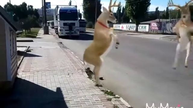Олени "Санты" танцуют на дороге? смотреть онлайн
