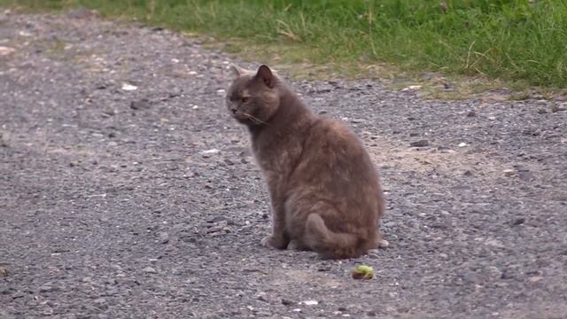 test videokamery Canon Legria hf g40 смотреть онлайн