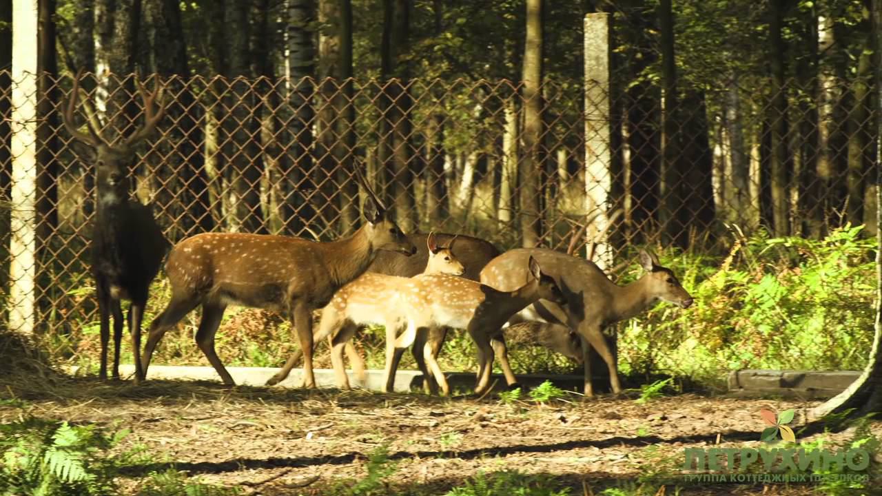 Видео о поселке Арнеево (2014 год)