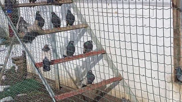 Продажа Кировоградские сиреневые голуби и не только..Тл.. 89281343097.Андрей смотреть онлайн