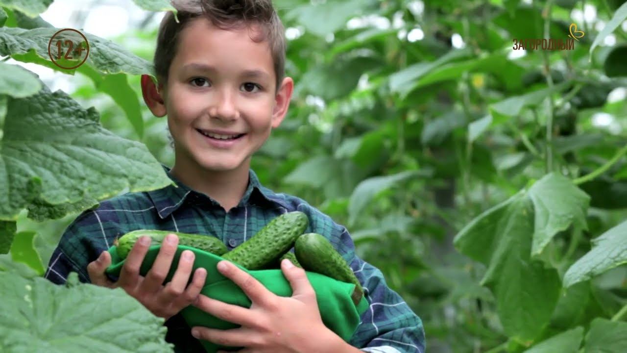 Дачная помощь // Выпуск 1 смотреть онлайн