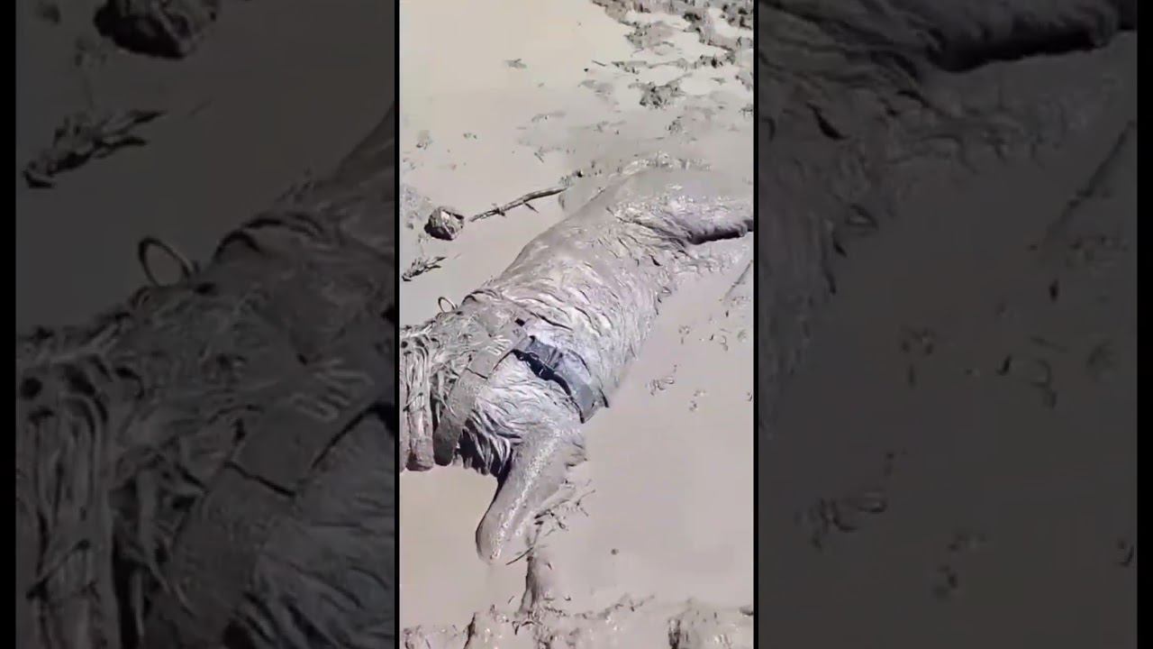 Чудный поросёнок ))) смотреть онлайн