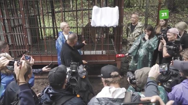 В тесноте, да не в обиде. Тигра Гектора закрыли на карантин после прилета из Челябинска смотреть онлайн