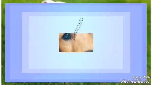 Топ 10 самых популярных собак в мире.