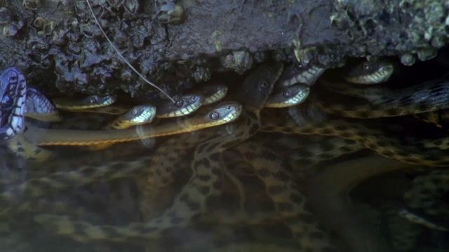 Водяной уж (Natrix tessellata) - Dice snake | Film Studio Aves смотреть онлайн