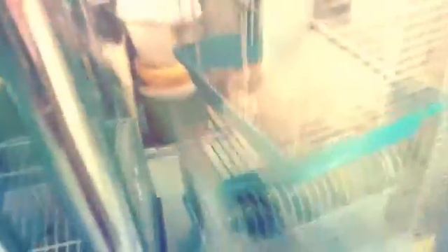 Поход в зоомагазин смотреть онлайн