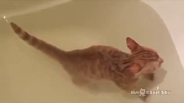 Приколы с кошками,котами и с животными Кот плавает в ванной как собака!!!Прикол!!! смотреть онлайн