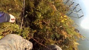 «Убийца толстолоба» , ловим рыбу, сравниваем оснастки