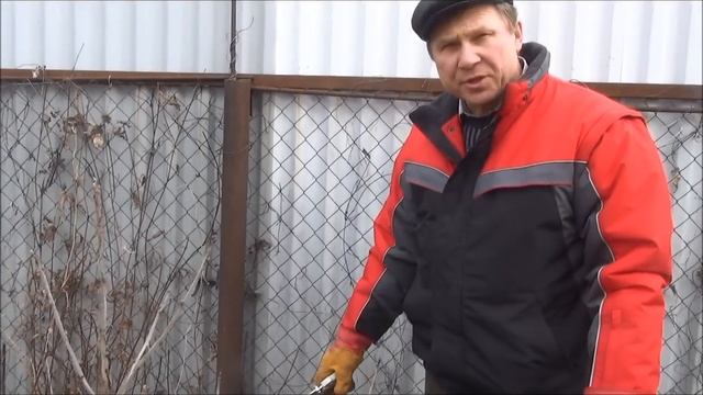Обрезка и размножение СМОРОДИНЫ (отводки, черенки). Основные моменты смотреть онлайн