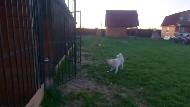 Вкусняшки после выставки смотреть онлайн