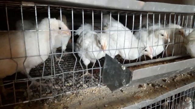 БРЕСС ГАЛЬСКИЕ ЦЫПЛЯТА НАМ 43 ДНЯ смотреть онлайн