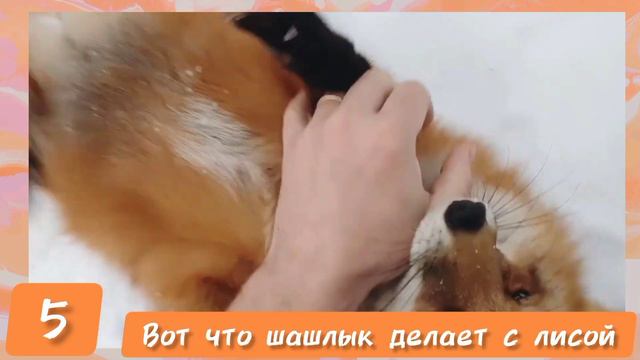 ЛИСЯО. Алиса - Лиса. Забавные моменты 7