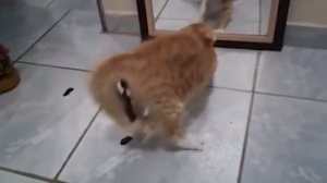 Кот обосрался от страха смотря в зеркало