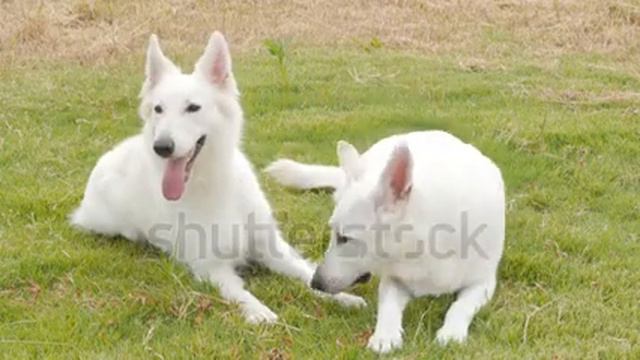 Two beautiful white dogs смотреть онлайн