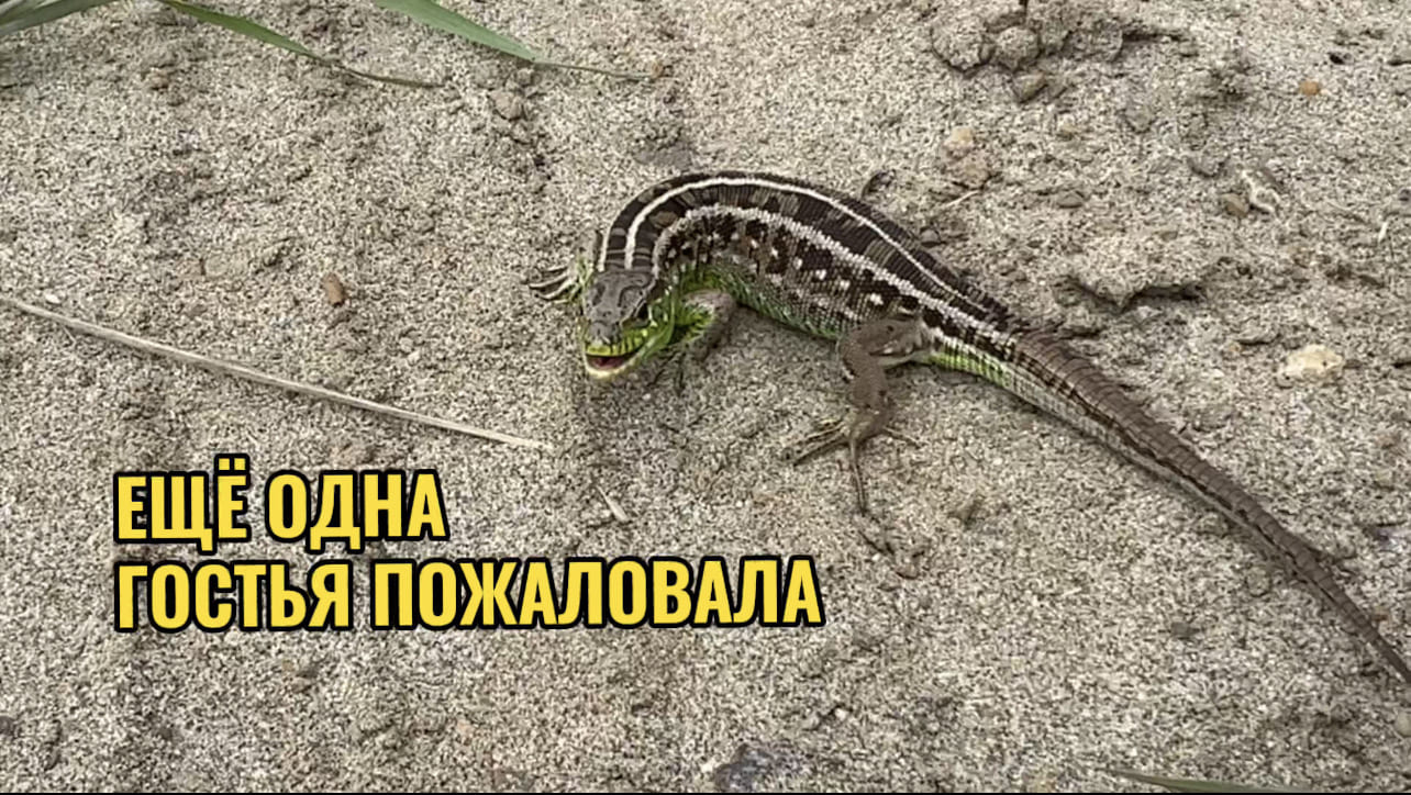 ЕЩЁ ОДНА ГОСТЬЯ ПОЖАЛОВАЛА.УХОЖУ НА ВЫХОДНЫЕ смотреть онлайн