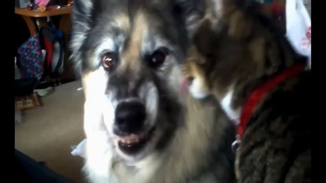 Funny animals. Cats and dogs love each other / Смешные животные. Кошки и собаки любят друг друга смотреть онлайн