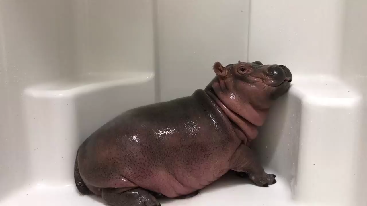 Бегемотик принимает душ смотреть онлайн