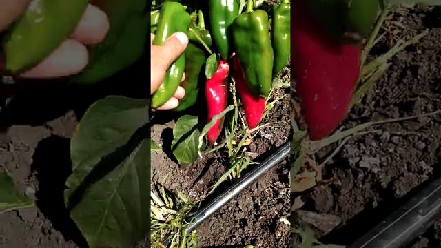 Перец Портеко смотреть онлайн