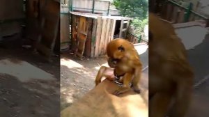 Обезьяна дрочит