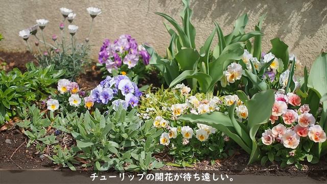 《早春のナチュラルガーデン》3月中旬ガーデンツアー❀各花壇の開花状況《T's Gardenのガーデニング》 смотреть онлайн