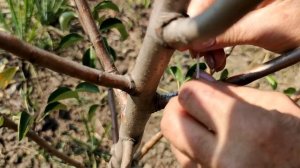 Летняя прививка взрослого дерева груши