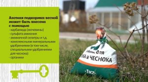 ЧЕМ ПОДКОРМИТЬ ЧЕСНОК ВЕСНОЙ. ЛУКОВИЦЫ БУДУТ ОГРОМНЫМИ!