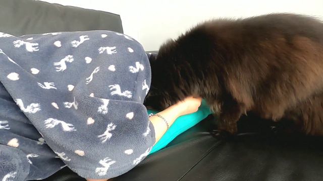 Реакция котов на плач хозяйки/Help to the owner смотреть онлайн