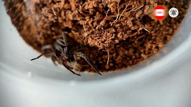 Паук-волк Alopecosa cuneata ловит и ест таракана #wolf-spider смотреть онлайн